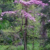 Redbud
