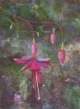 Darling Fuchsia - Pastel  by Lyn Jensen