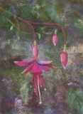 Darling Fuchsia - Pastel - SOLD